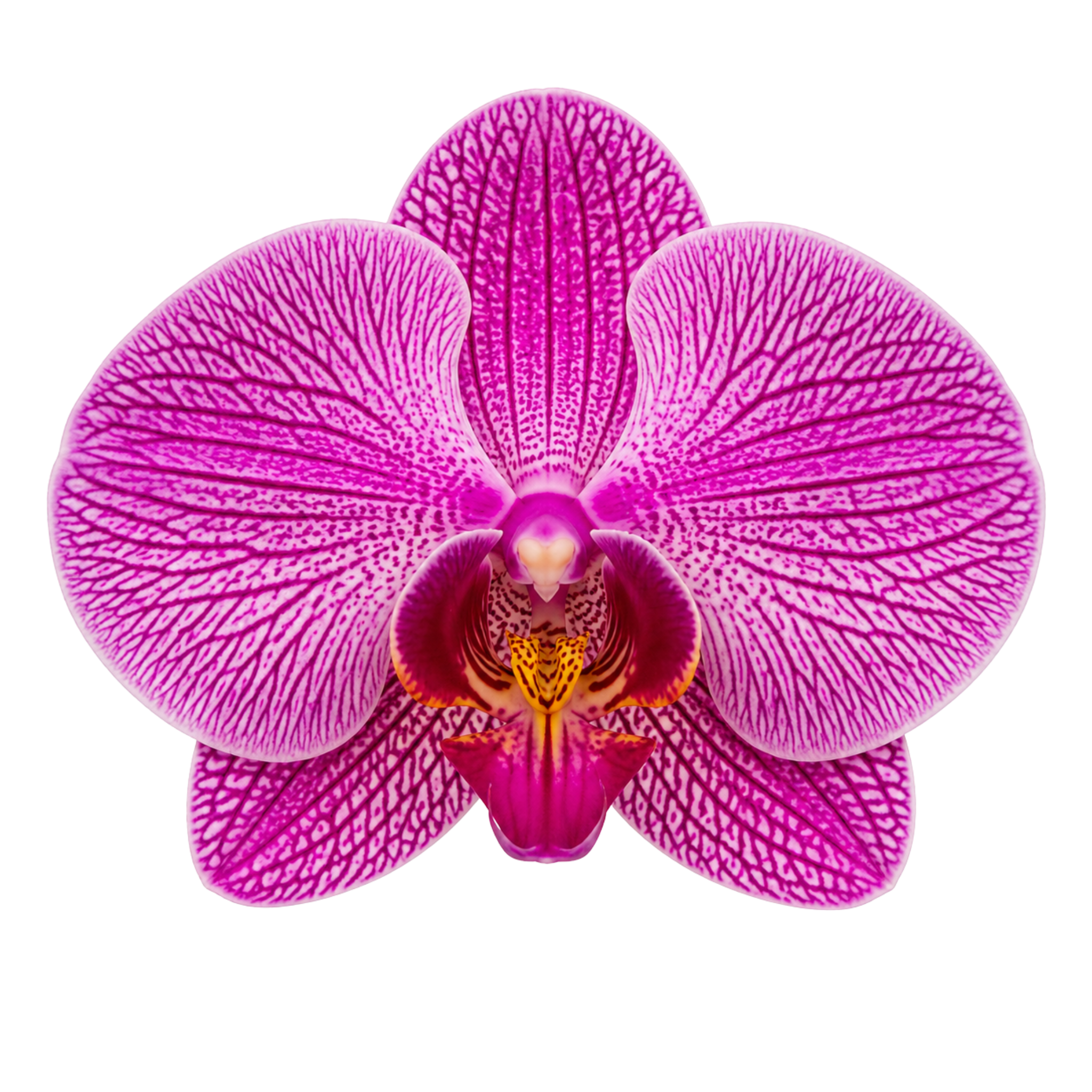 Pink orchid flower